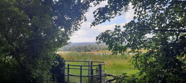 view of valley through trees